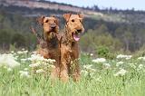 AIREDALE TERRIER 169